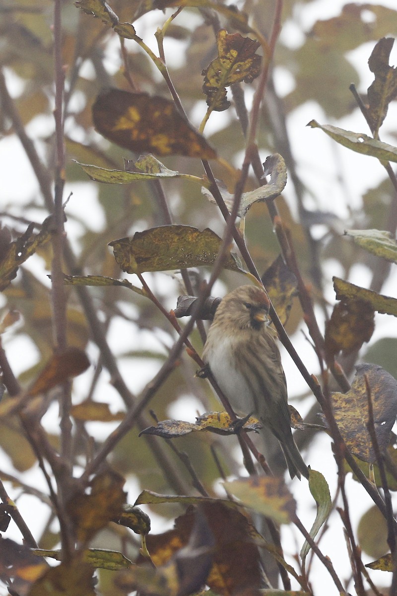 Lesser Redpoll - ML495898491