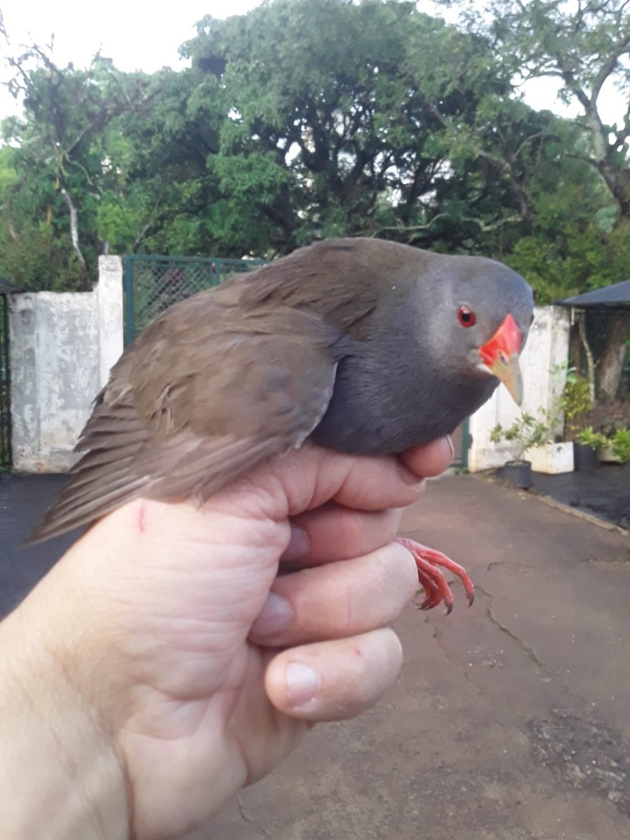 Paint-billed Crake - ML495898781