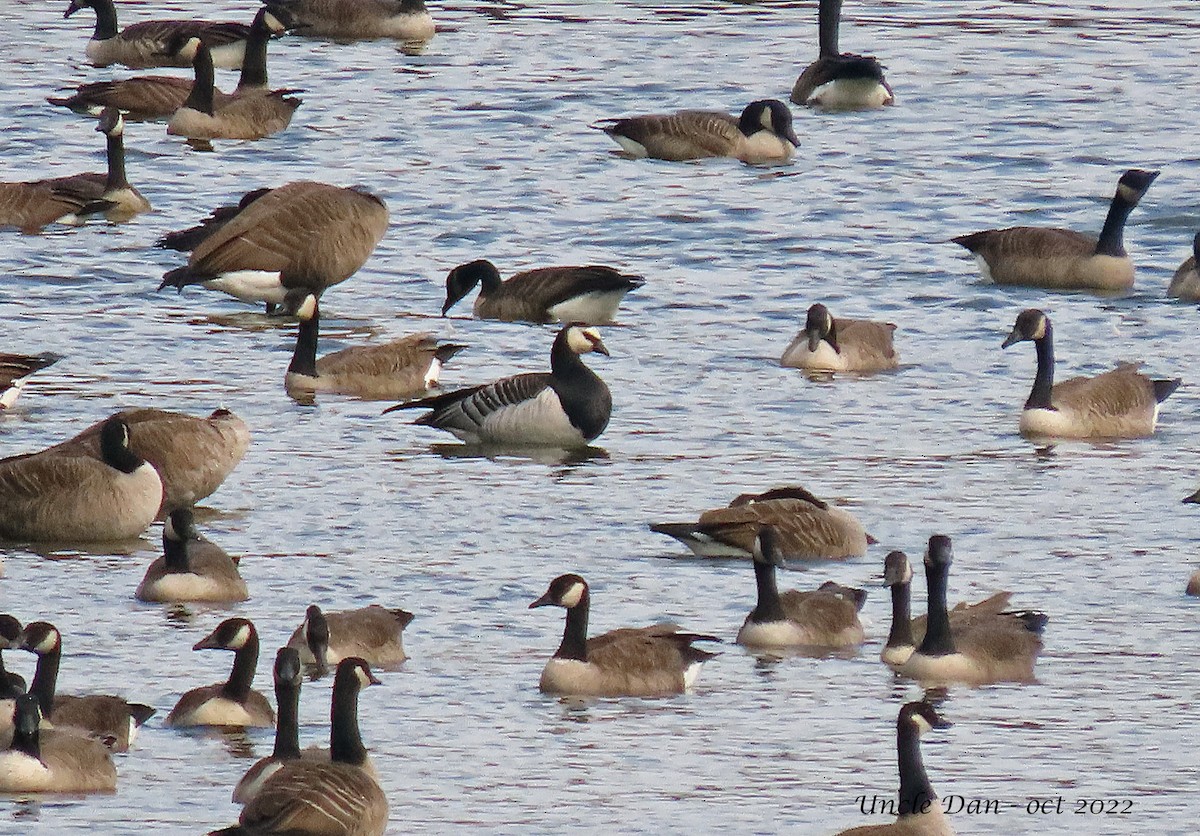 Barnacle Goose - Daniel Demers 🦉