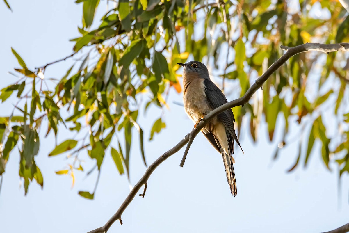 Fan-tailed Cuckoo - ML495899321