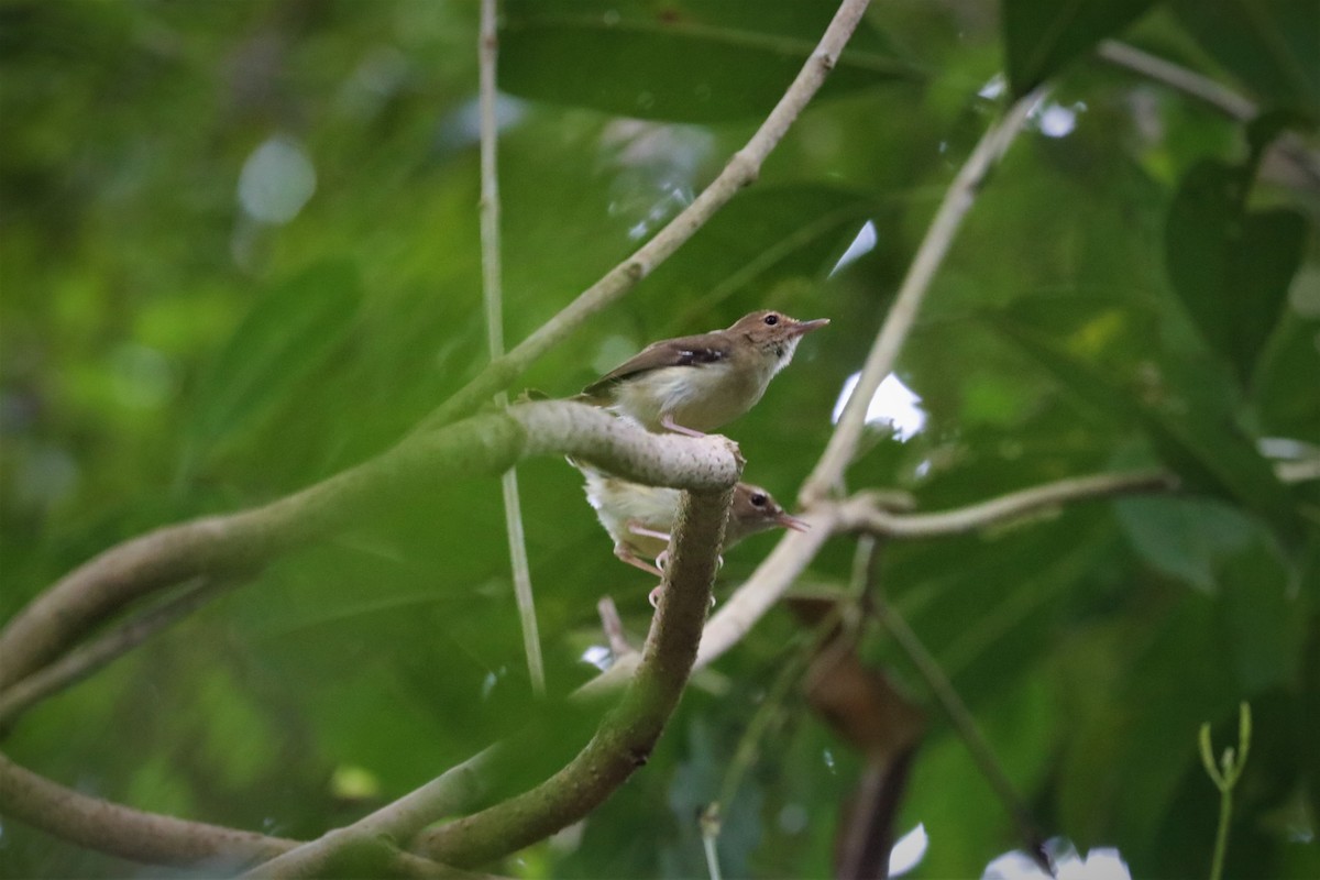 Tropical Scrubwren - ML495899761