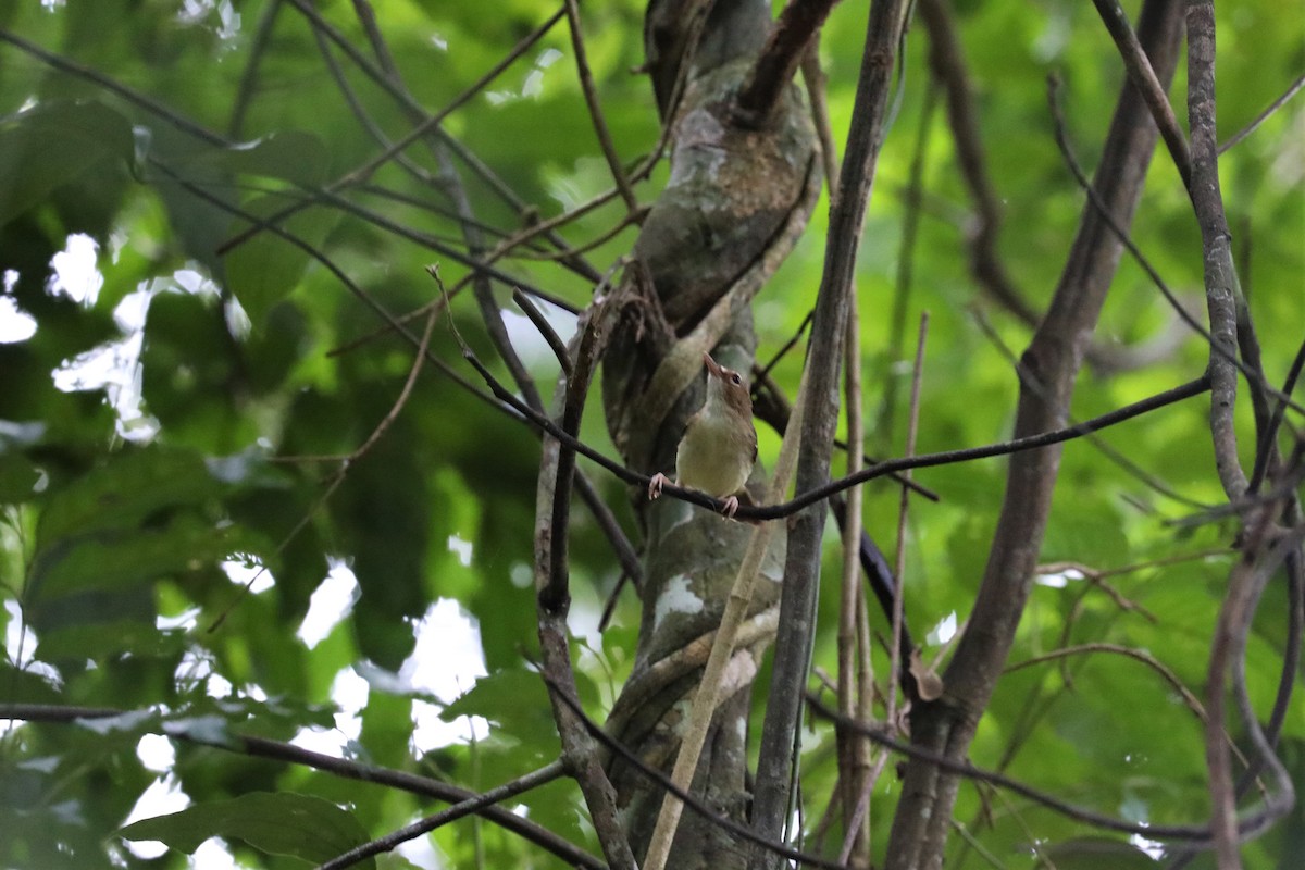 Tropical Scrubwren - Steven Edwards