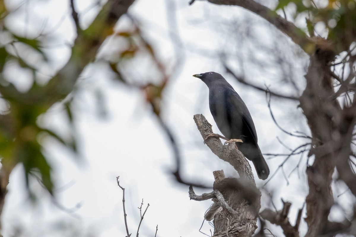 Satin Bowerbird - ML495902221