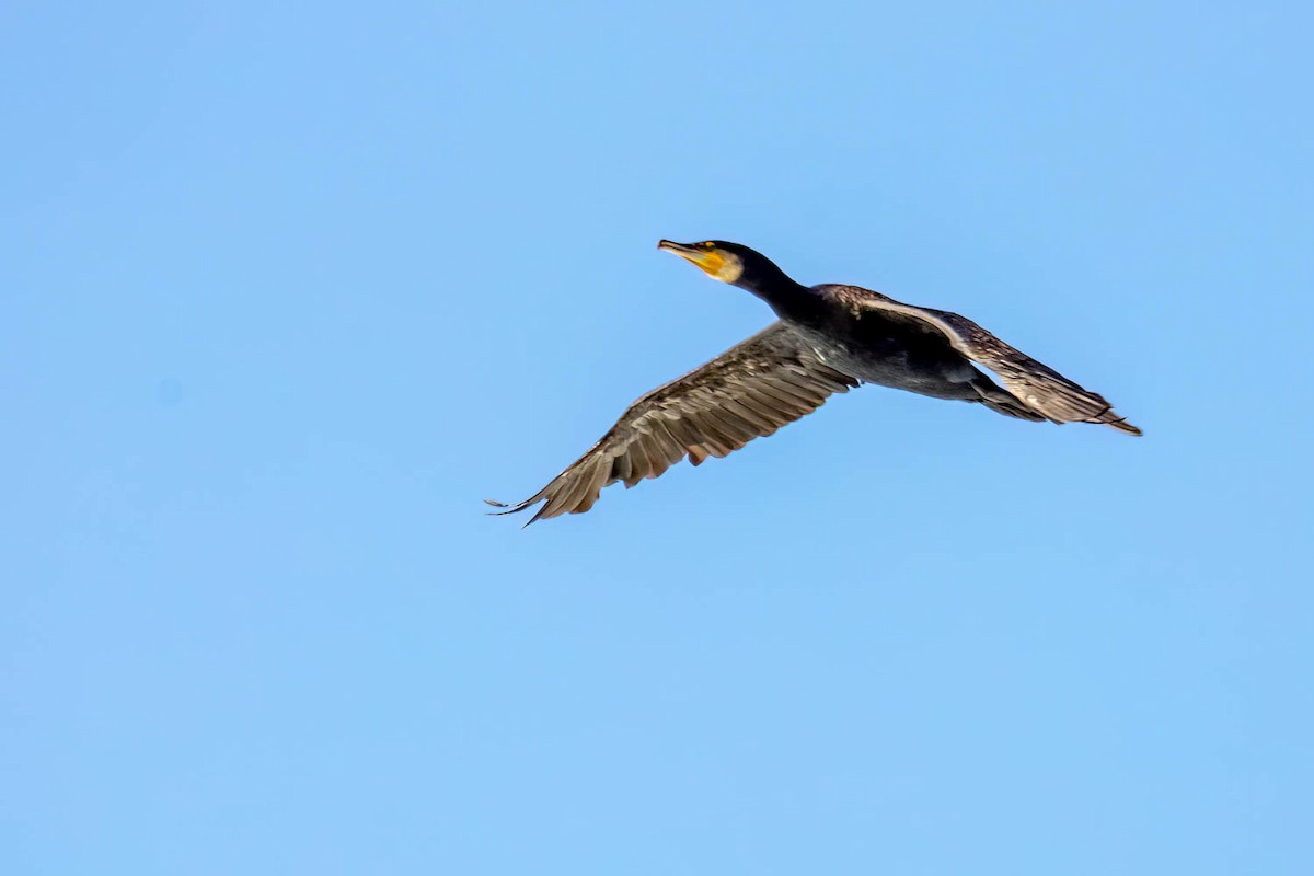 Cormorán Grande - ML495902281