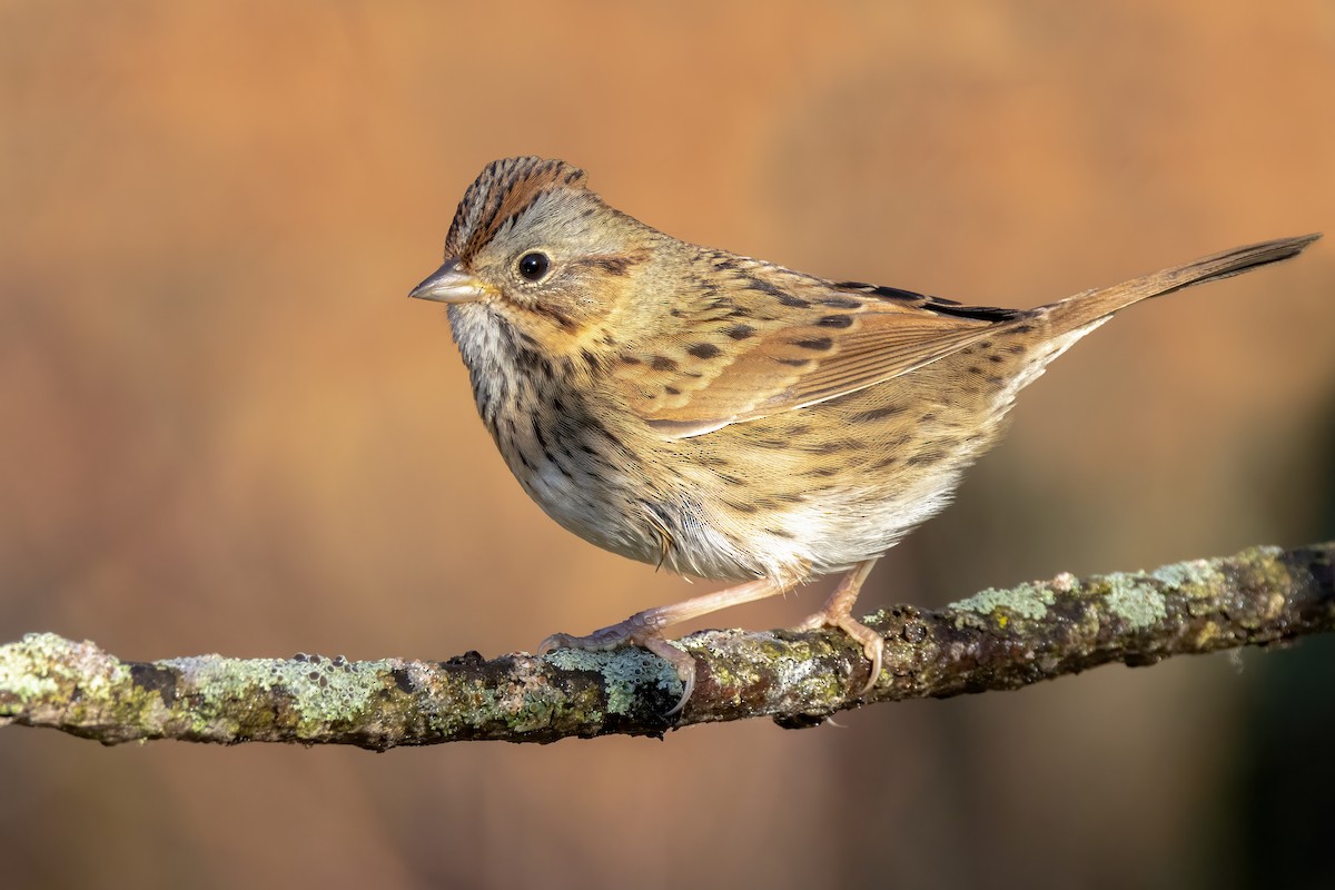 Lincoln's Sparrow - ML495902981