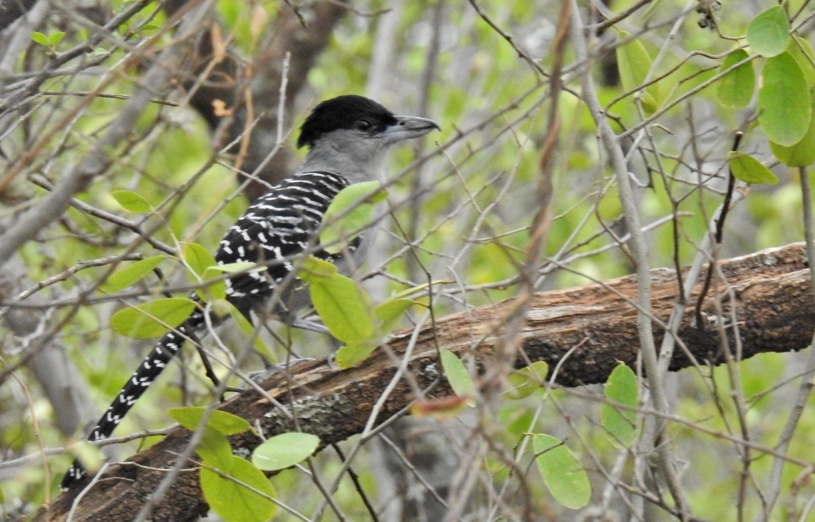 Giant Antshrike - ML495903161