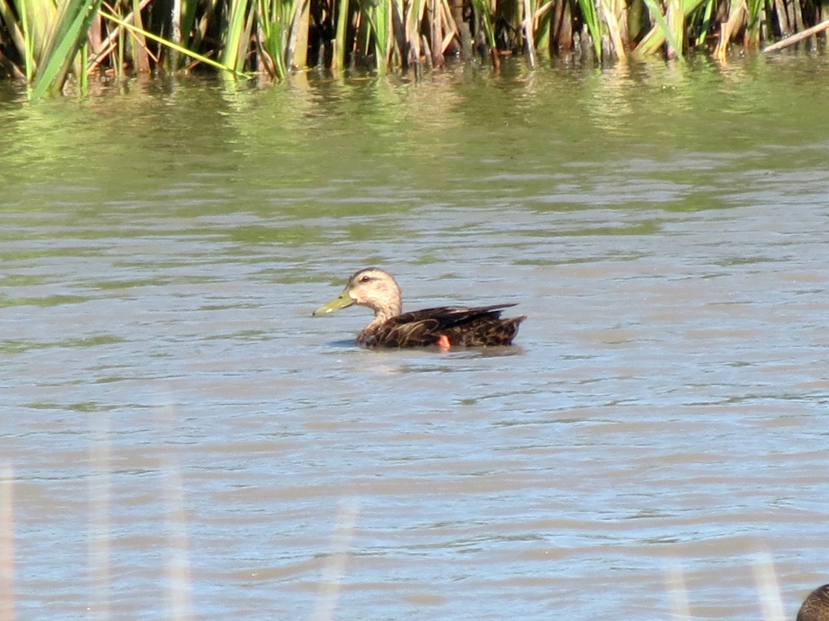 Mottled Duck - Nick Varvel