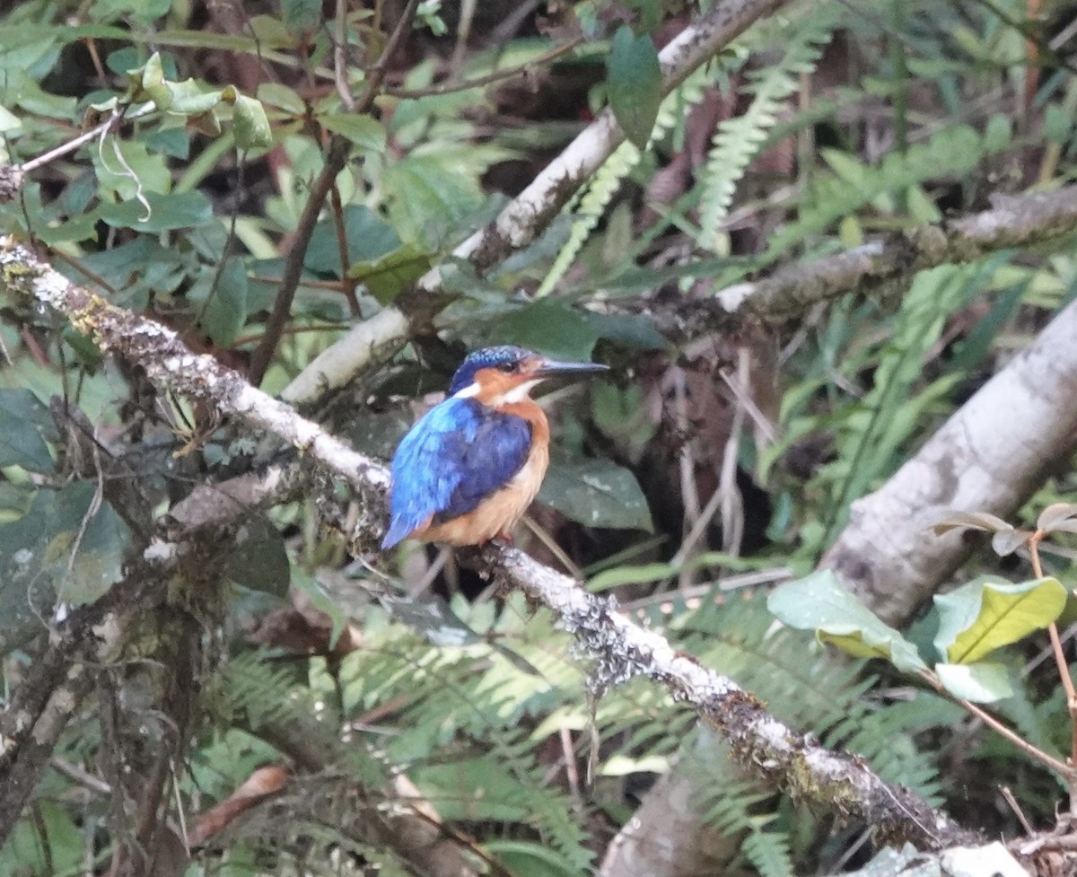 Malagasy Kingfisher - ML495905121