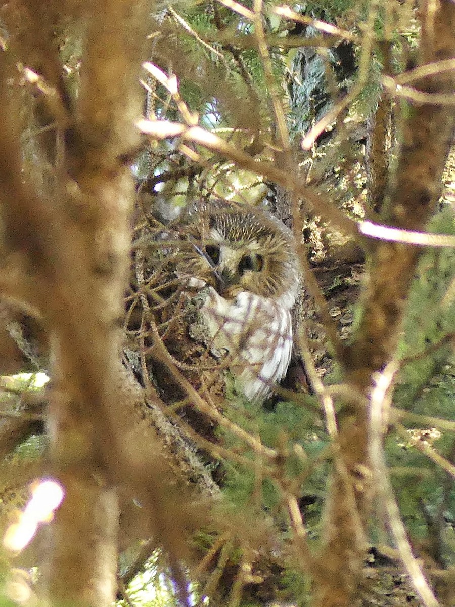 Northern Saw-whet Owl - ML495905351