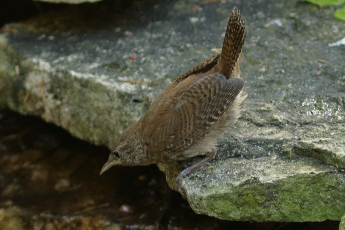 House Wren - ML495908111