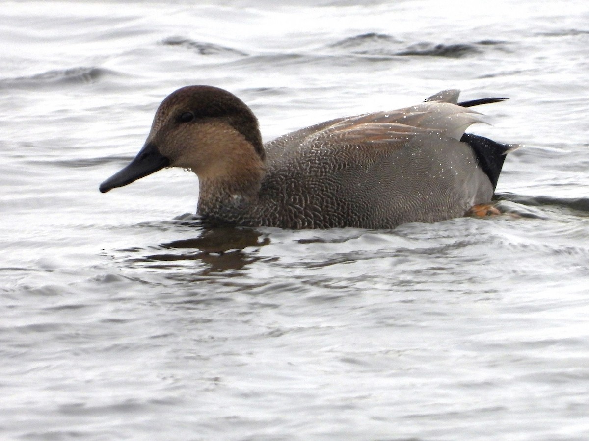 Gadwall - ML495908141