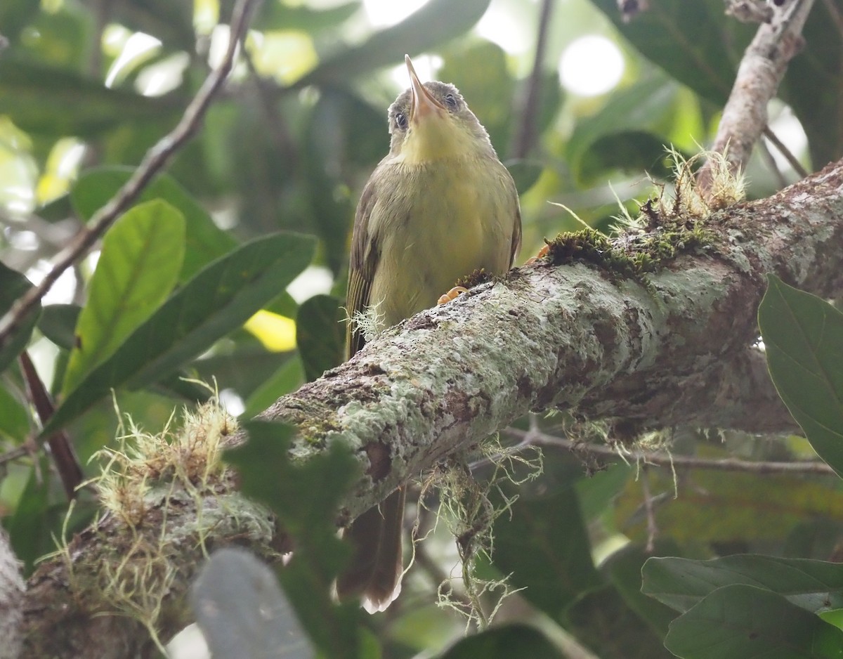 Long-billed Bernieria - Stephan Lorenz