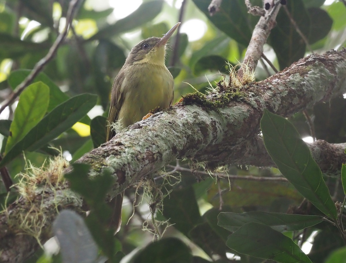 Long-billed Bernieria - Stephan Lorenz