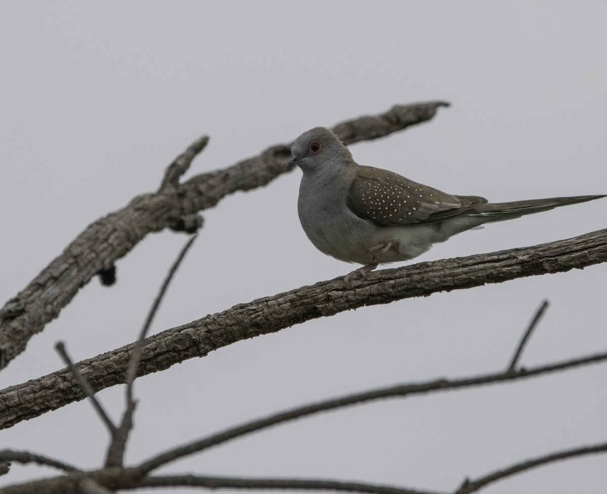 雪花姬地鳩 - ML495909291