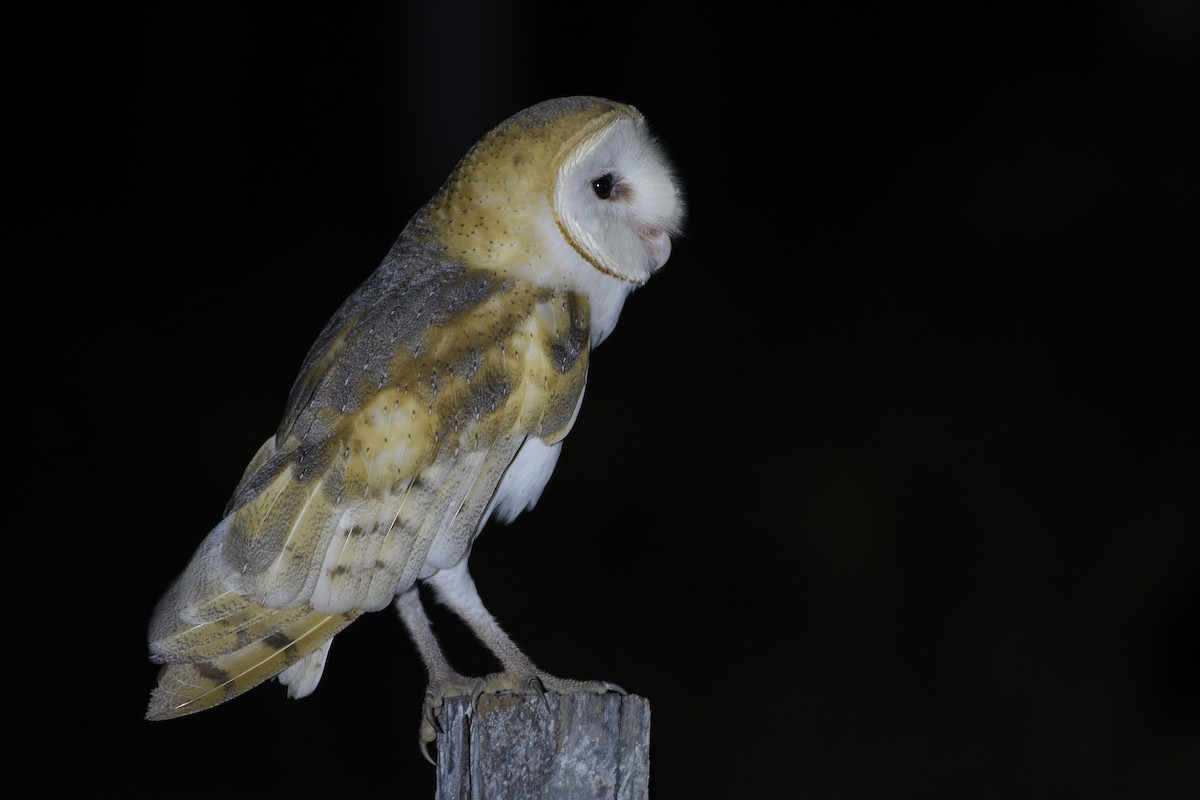 Barn Owl - ML495910221