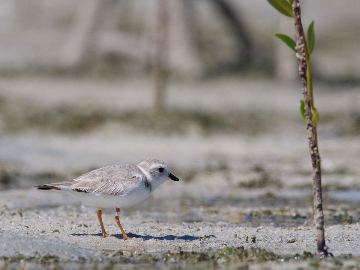 Piping Plover - ML49591061