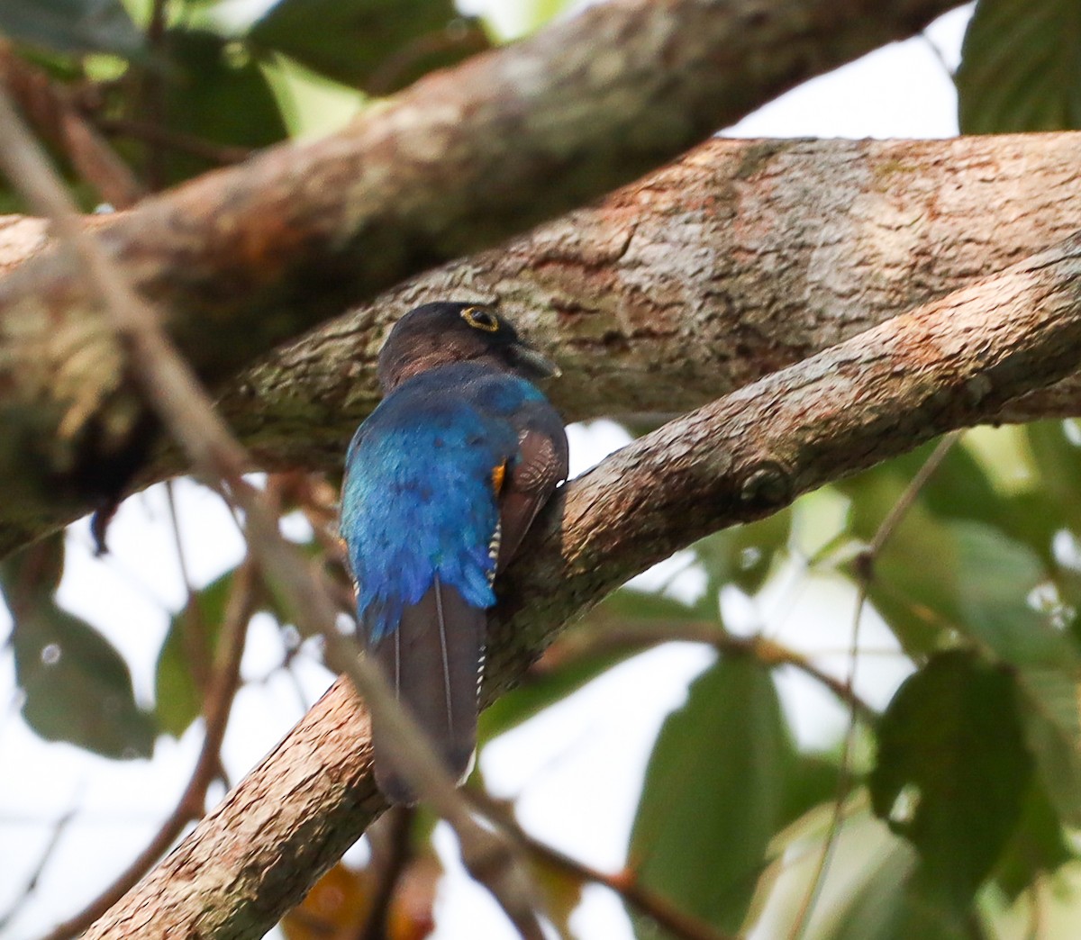 trogon amazonský - ML495911701