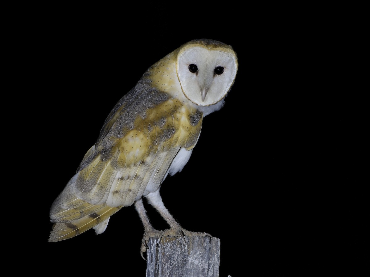 Barn Owl - ML495912231