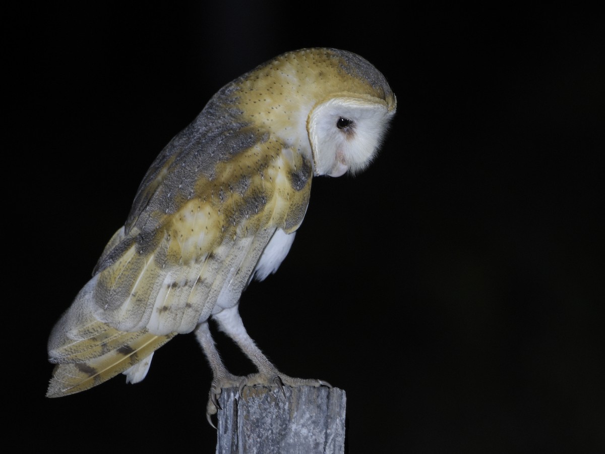 Barn Owl - ML495912631