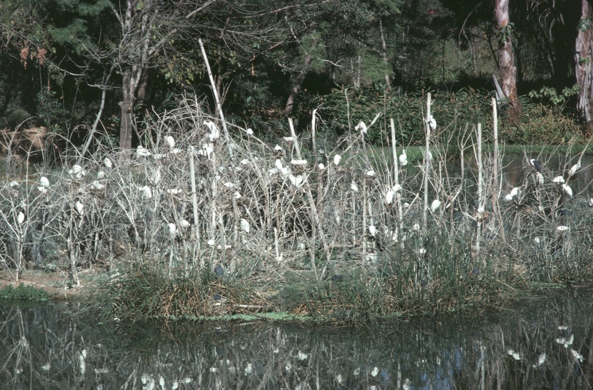 volavka stříbřitá (ssp. dimorpha) - ML495912701