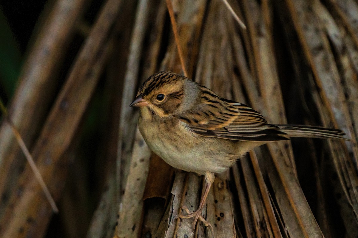 Clay-colored Sparrow - ML495912741