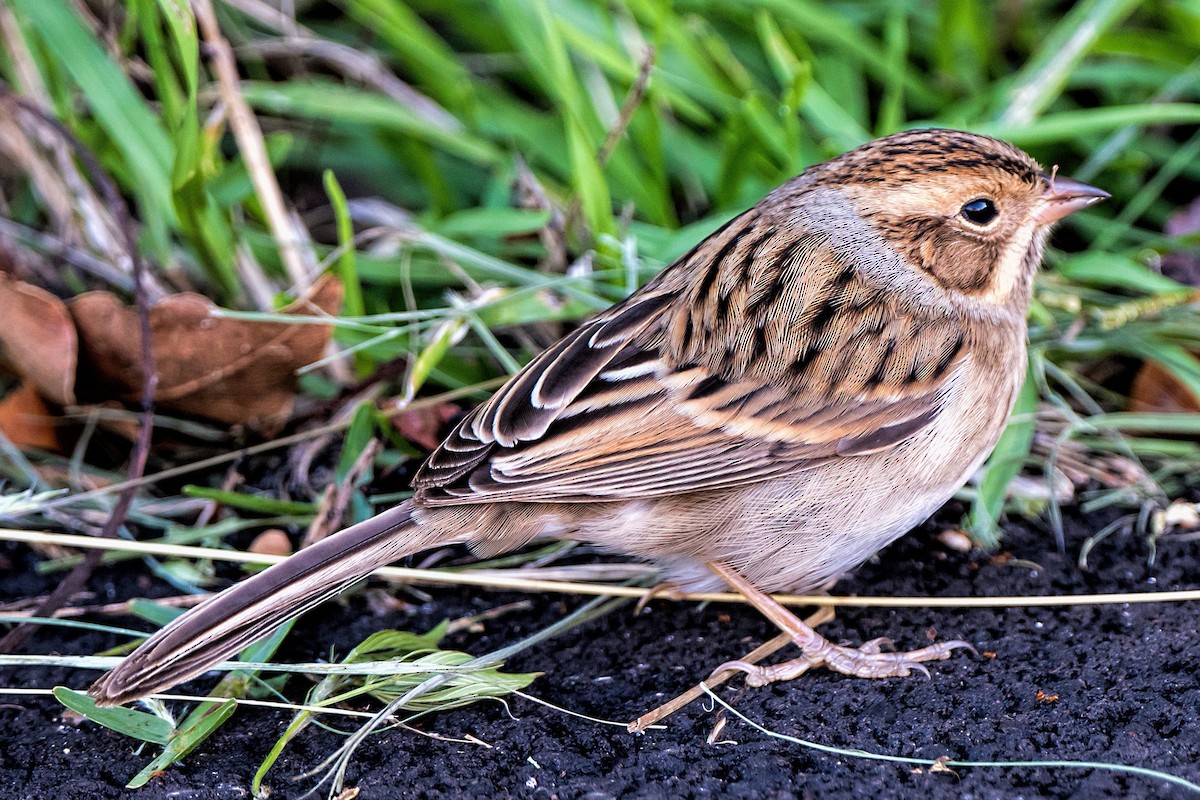 Clay-colored Sparrow - Nora Arias Loftis