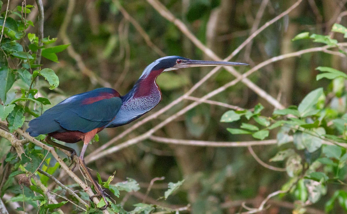 Agami Heron - ML495915631