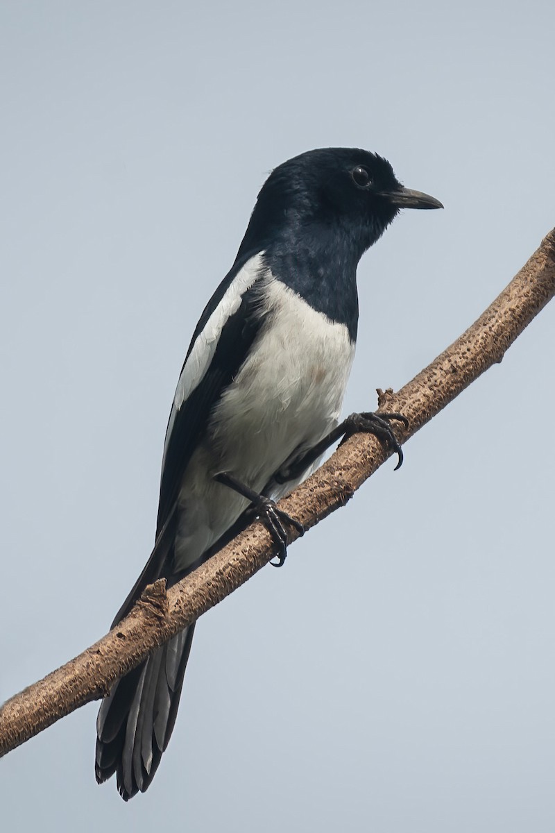 Philippine Magpie-Robin - ML495915901