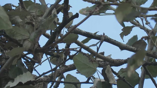 Yellow-browed Warbler - ML495916781