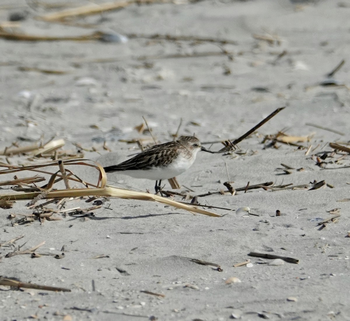 Semipalmated Sandpiper - Linda Stwora