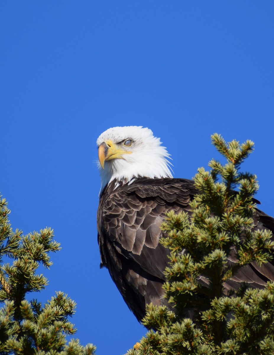 Bald Eagle - ML495917261