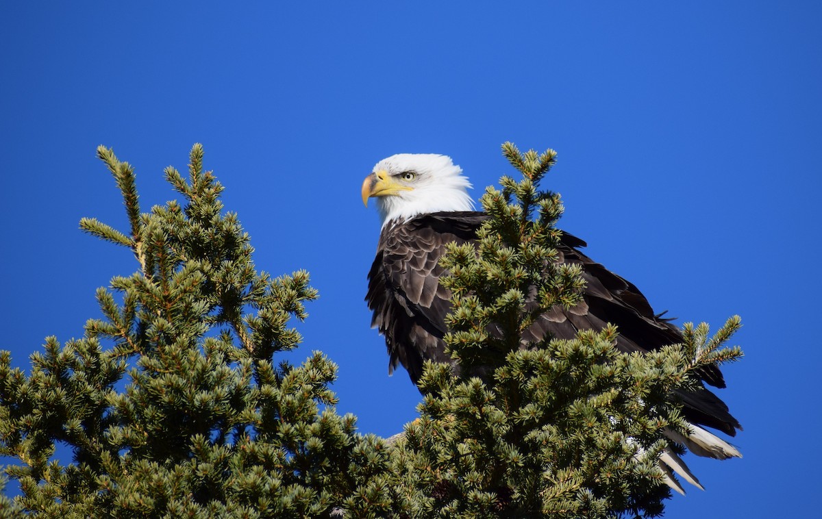 Bald Eagle - ML495917281