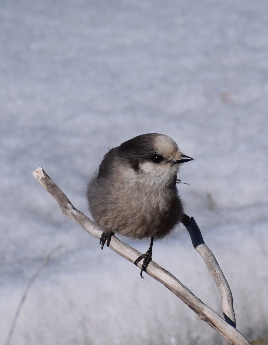 Canada Jay - ML495917301