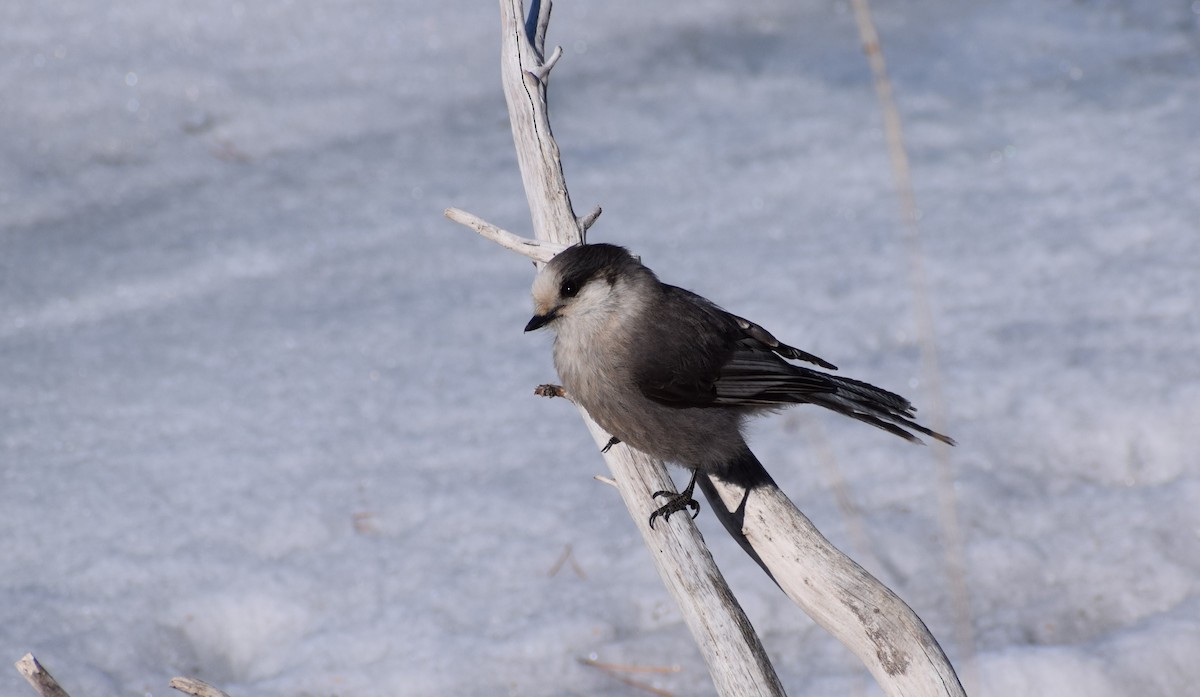 Canada Jay - ML495917321