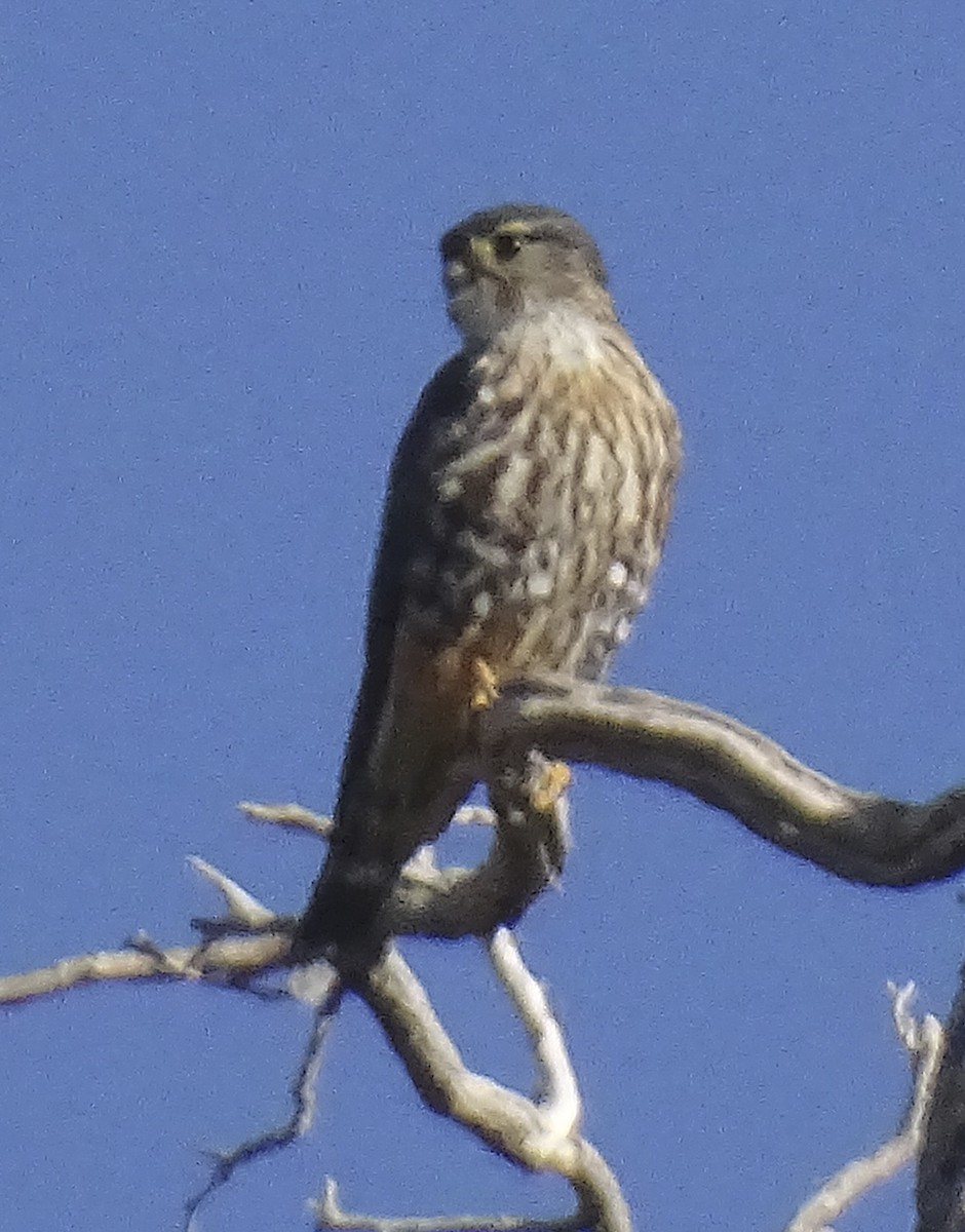 コチョウゲンボウ（columbarius） - ML495917351