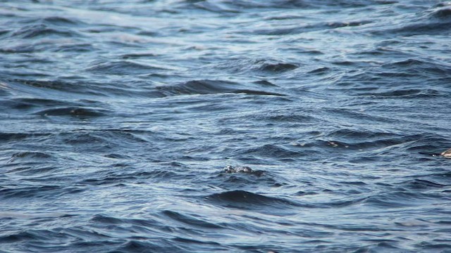 Horned Grebe - ML495917701