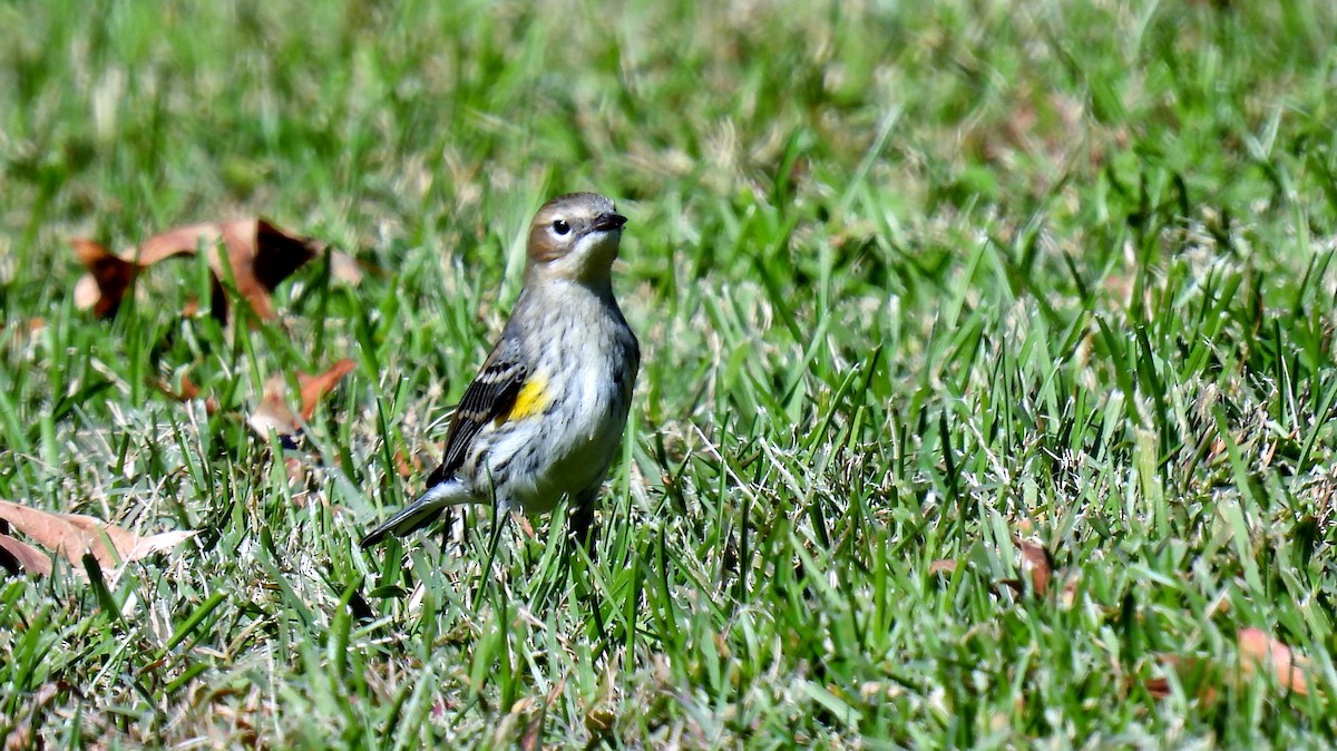 Yellow-rumped Warbler - ML495919171