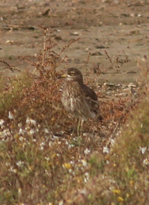 dytík úhorní - ML495919191