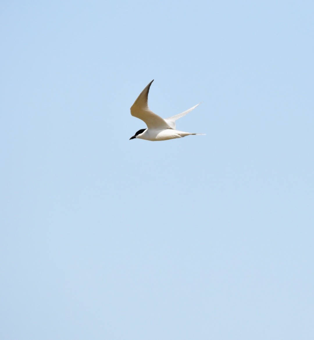 Gull-billed Tern - Lucas Naccaratti
