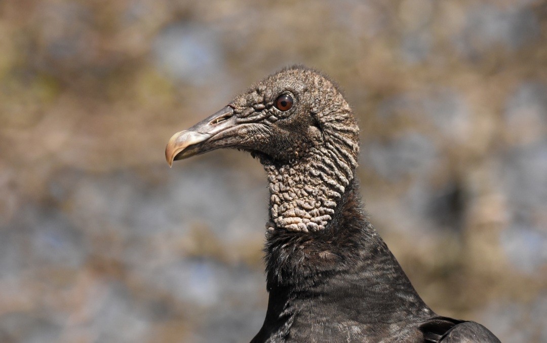 Black Vulture - ML495920531