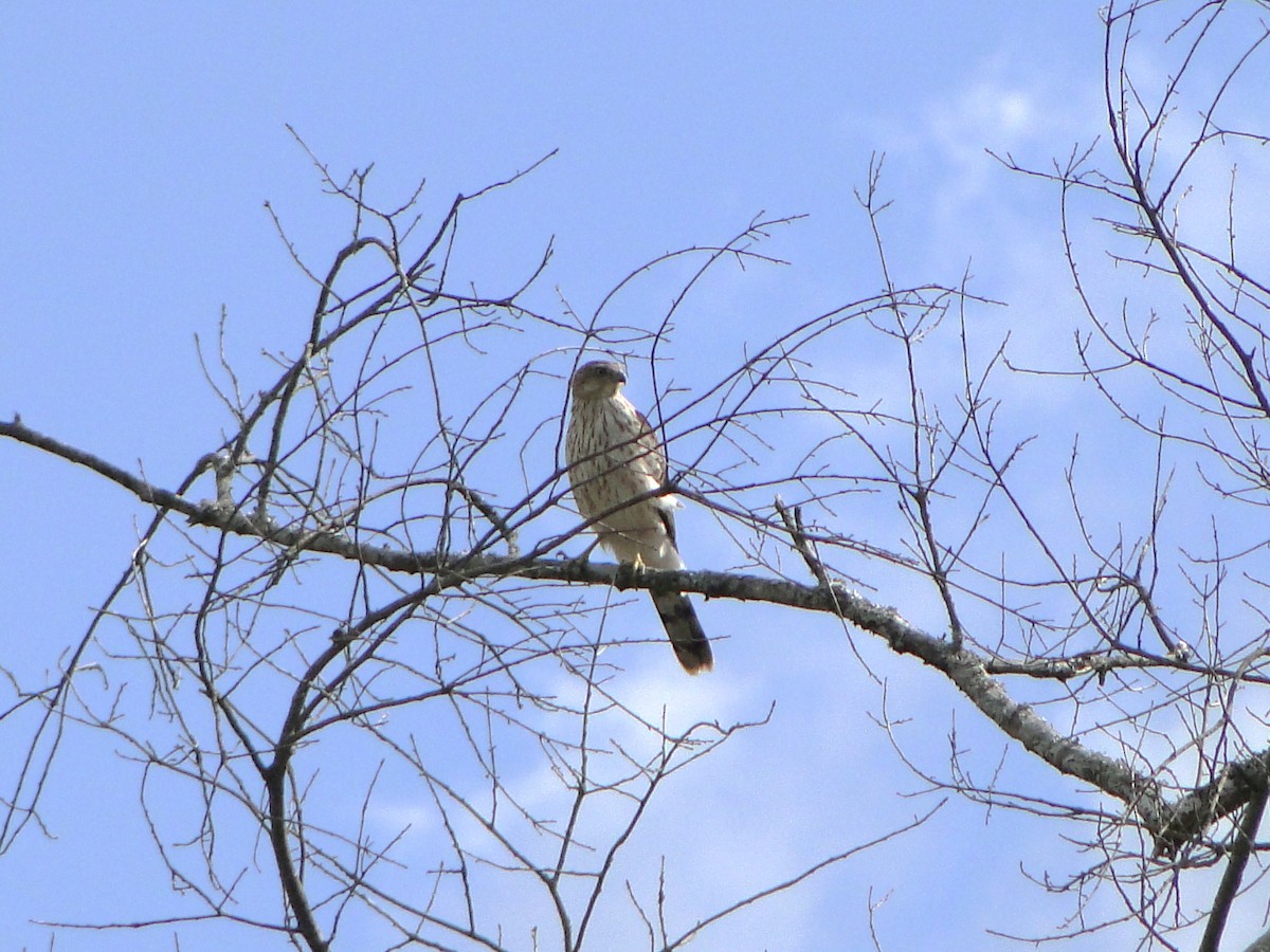 Cooper's Hawk - ML495921241