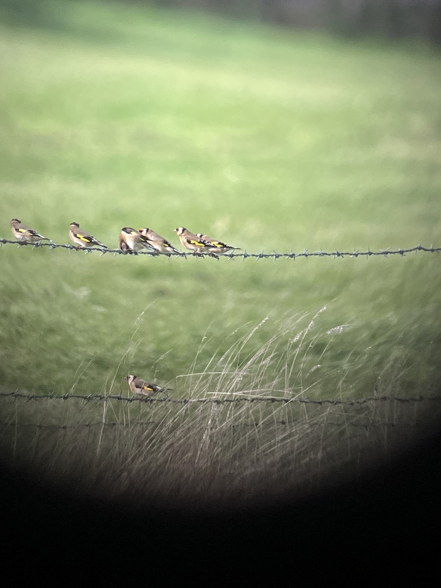 European Goldfinch - ML495921471