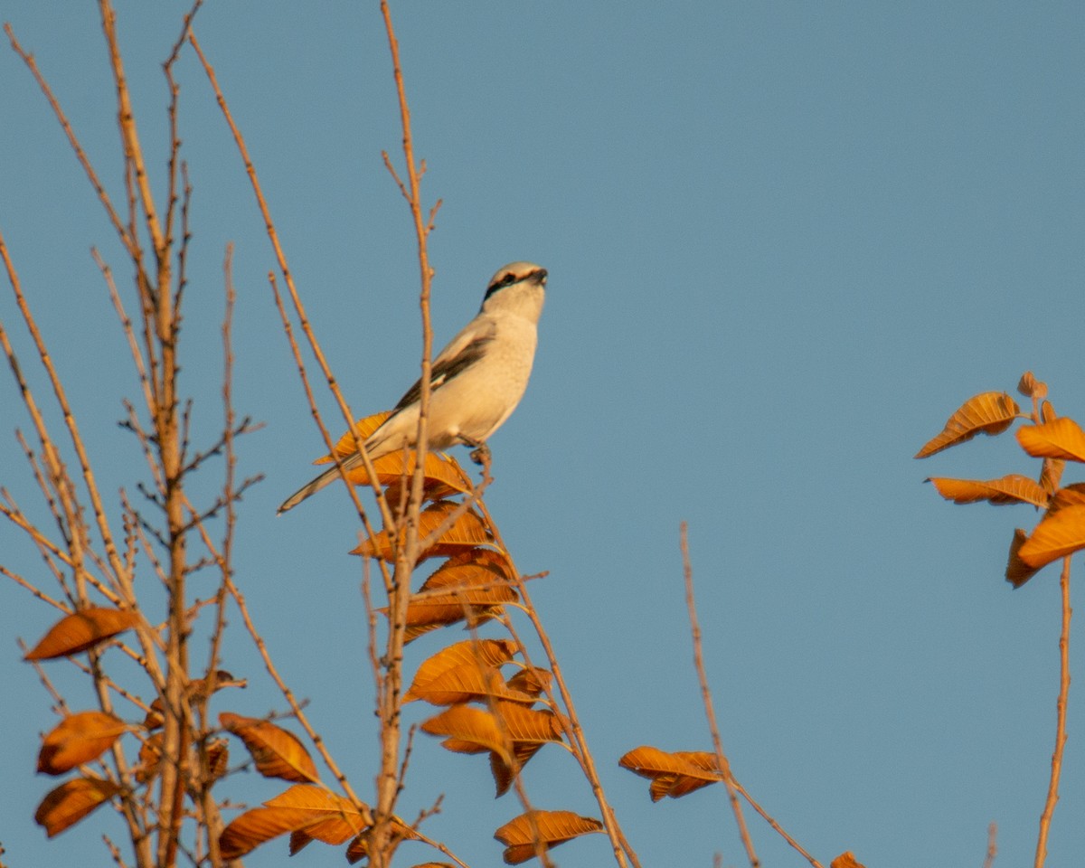 Taigaraubwürger - ML495921791