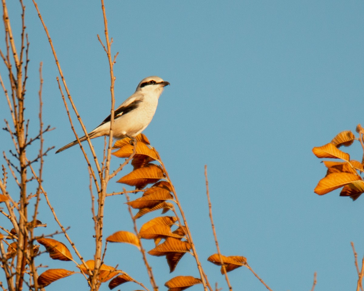 Taigaraubwürger - ML495921801