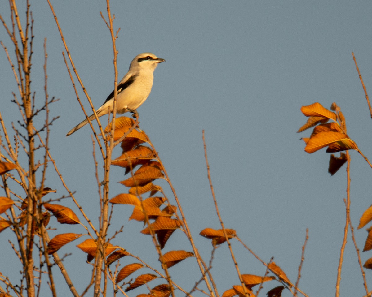 Taigaraubwürger - ML495921811