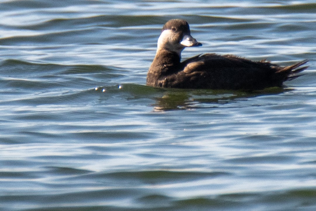 Black Scoter - Martin Kaehrle