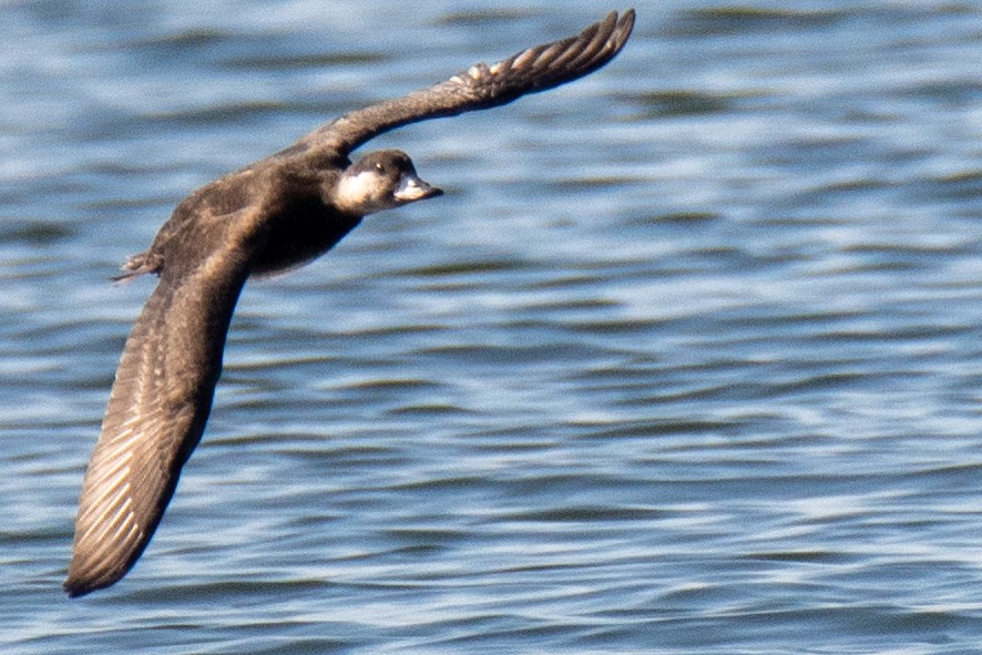 Black Scoter - Martin Kaehrle