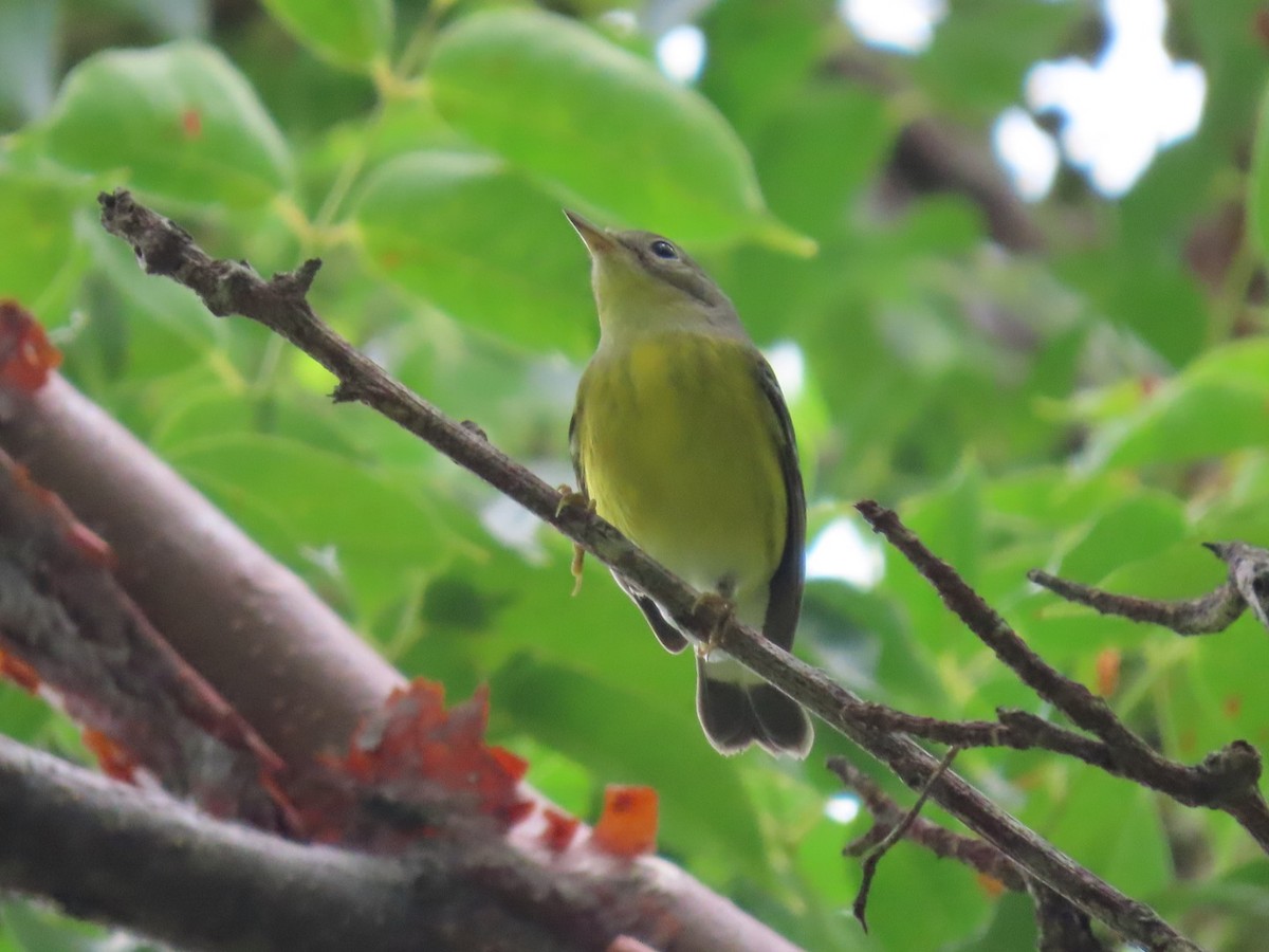 Magnolia Warbler - ML495922551