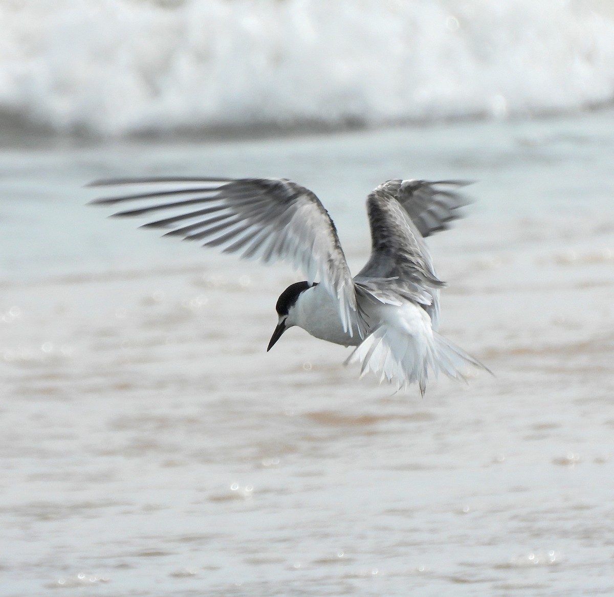 Common Tern - Tina Van Dusen