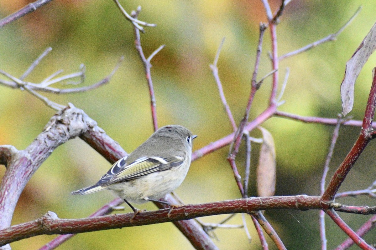 Ruby-crowned Kinglet - ML495923661